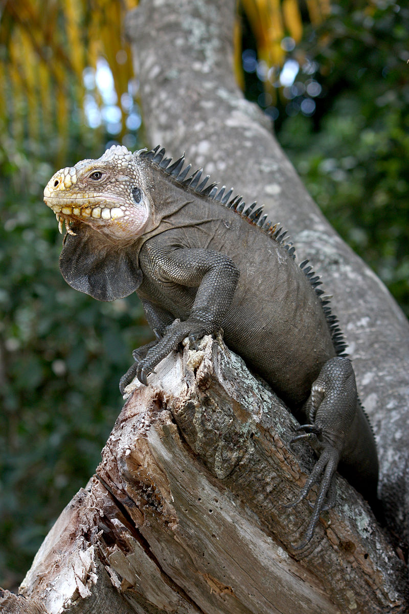 tanlistwa-Iguana_delicatissima_in_Coulibistrie_wikipedia