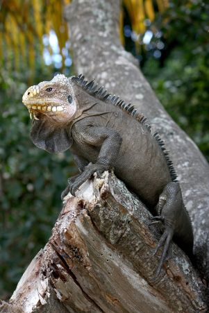 tanlistwa-Iguana_delicatissima_in_Coulibistrie_wikipedia