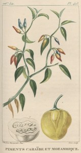tanlistwa, planche gravure, piments caraïbe, Descourtilz, 1828