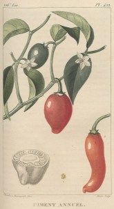 tanlistwa, piment rouge, descroutilz, 1828, gravure